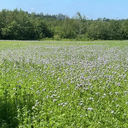 Korsholt-natur B-b *