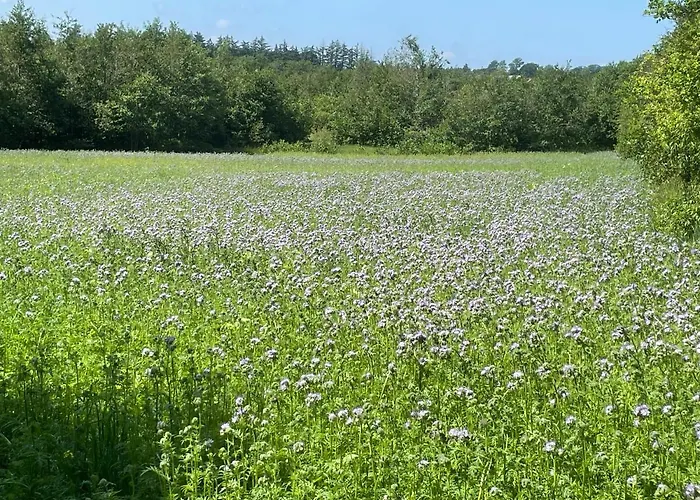 Korsholt-natur B-b *